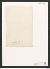 Amphora indusiata Grun. (de-Toni-Nr.: Genus 36) Zeichnungen Sammlung Grunow (NHMW-BOT-W0370724)